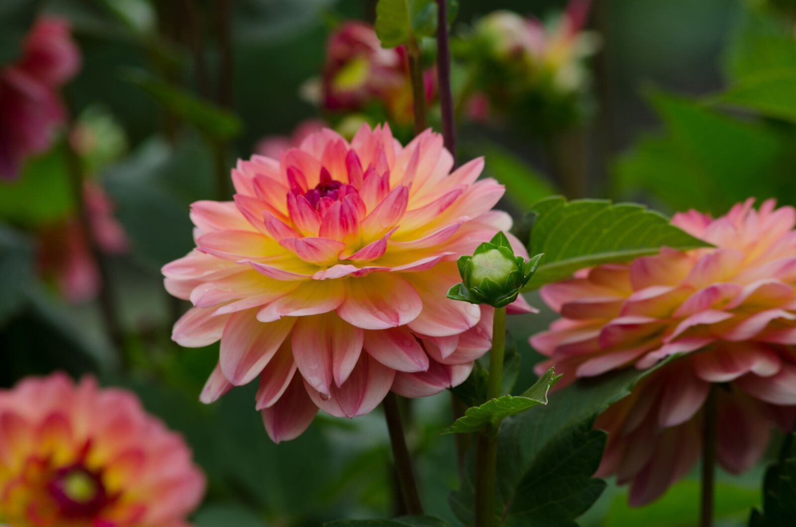 Nikon D5100 sample photo. Dahlia, flower, dahlia garden photography