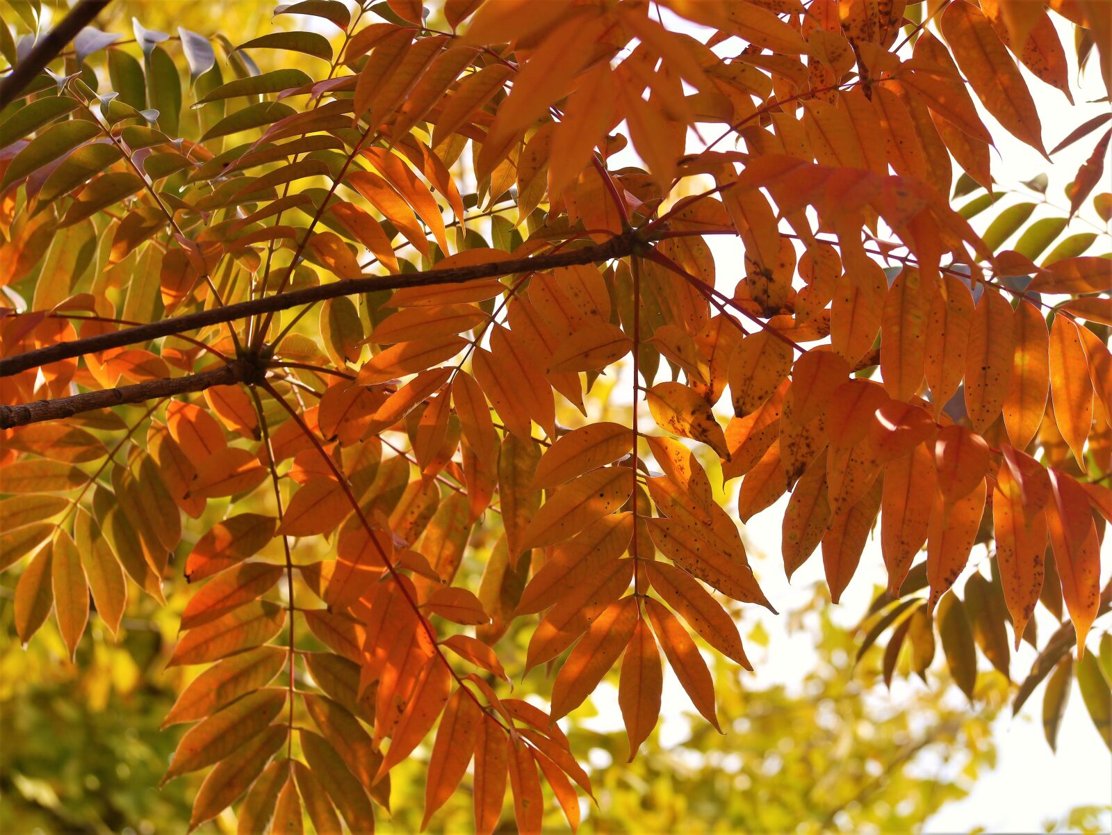 Panasonic Lumix DMC-GX1 sample photo. Yellow leaves, autumnal leaves photography