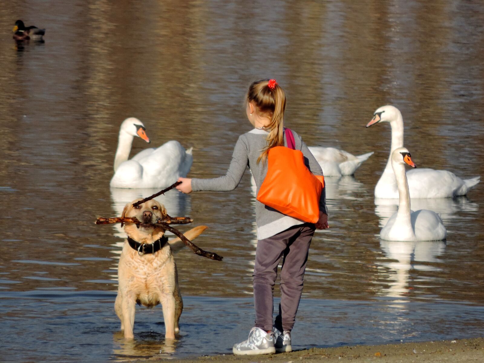 Nikon Coolpix P520 sample photo. Child, girl, hunting dog photography