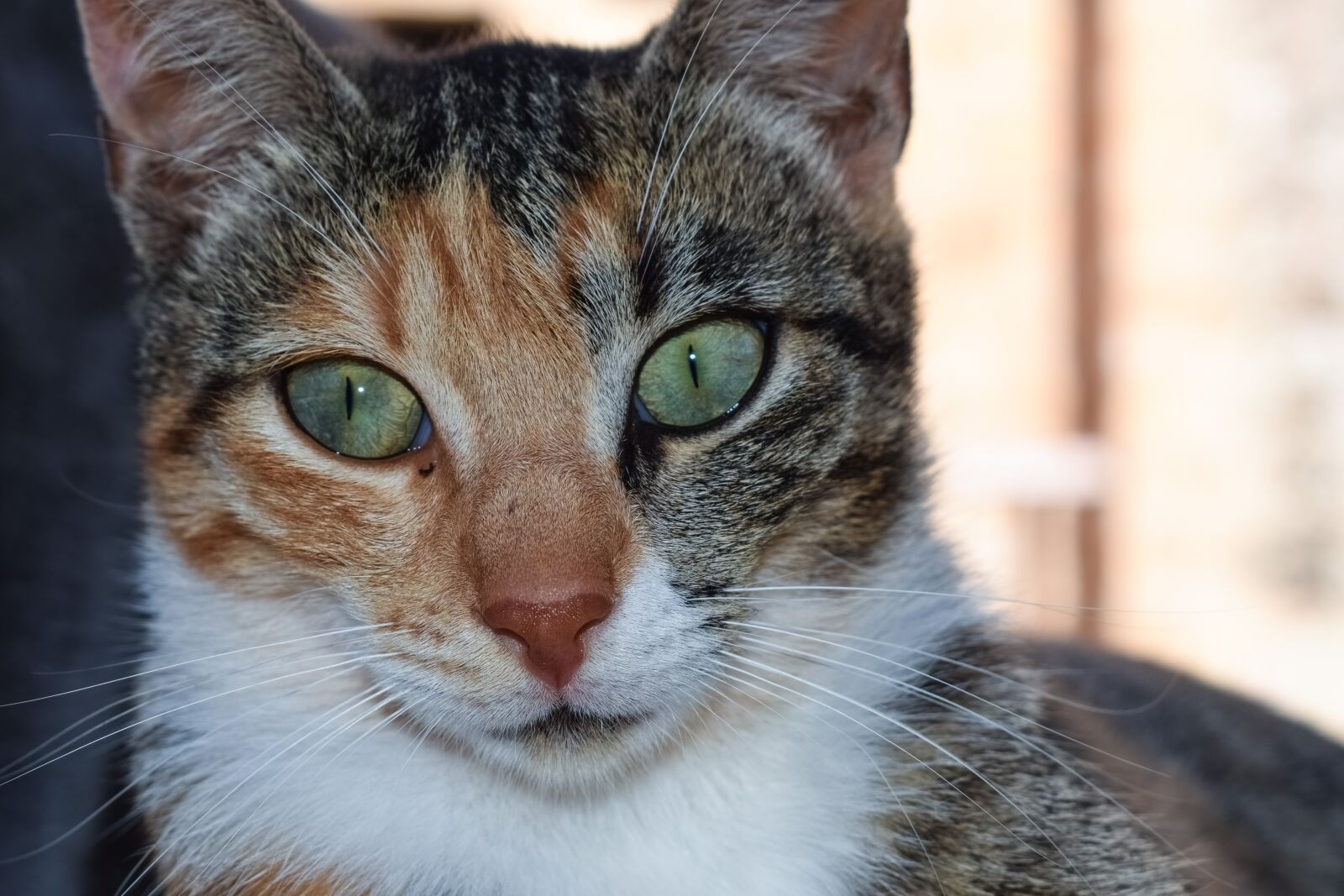 Nikon D3300 sample photo. Cat, eyes, looking photography