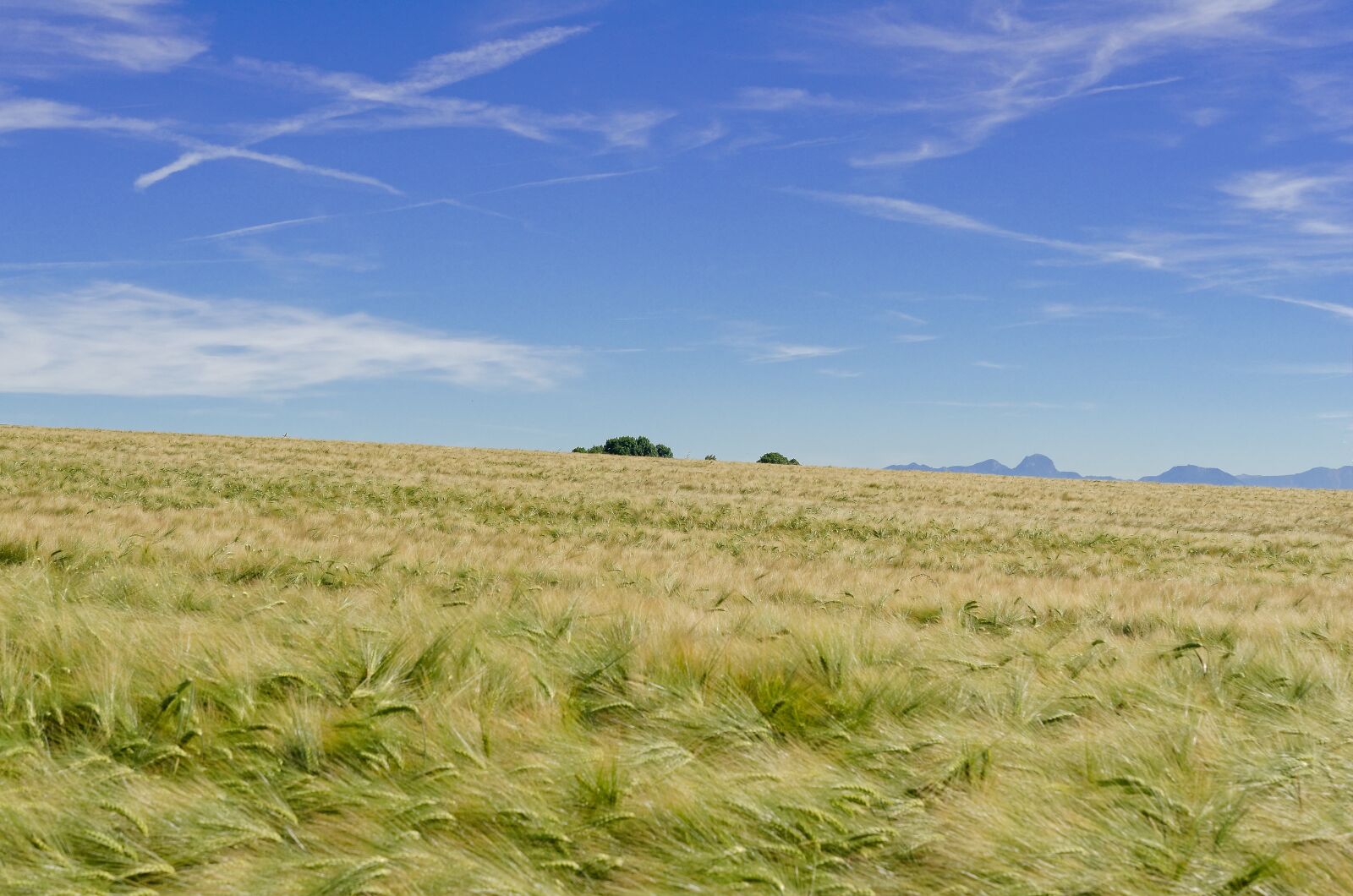 Nikon D7000 sample photo. Mountains, barley, field photography