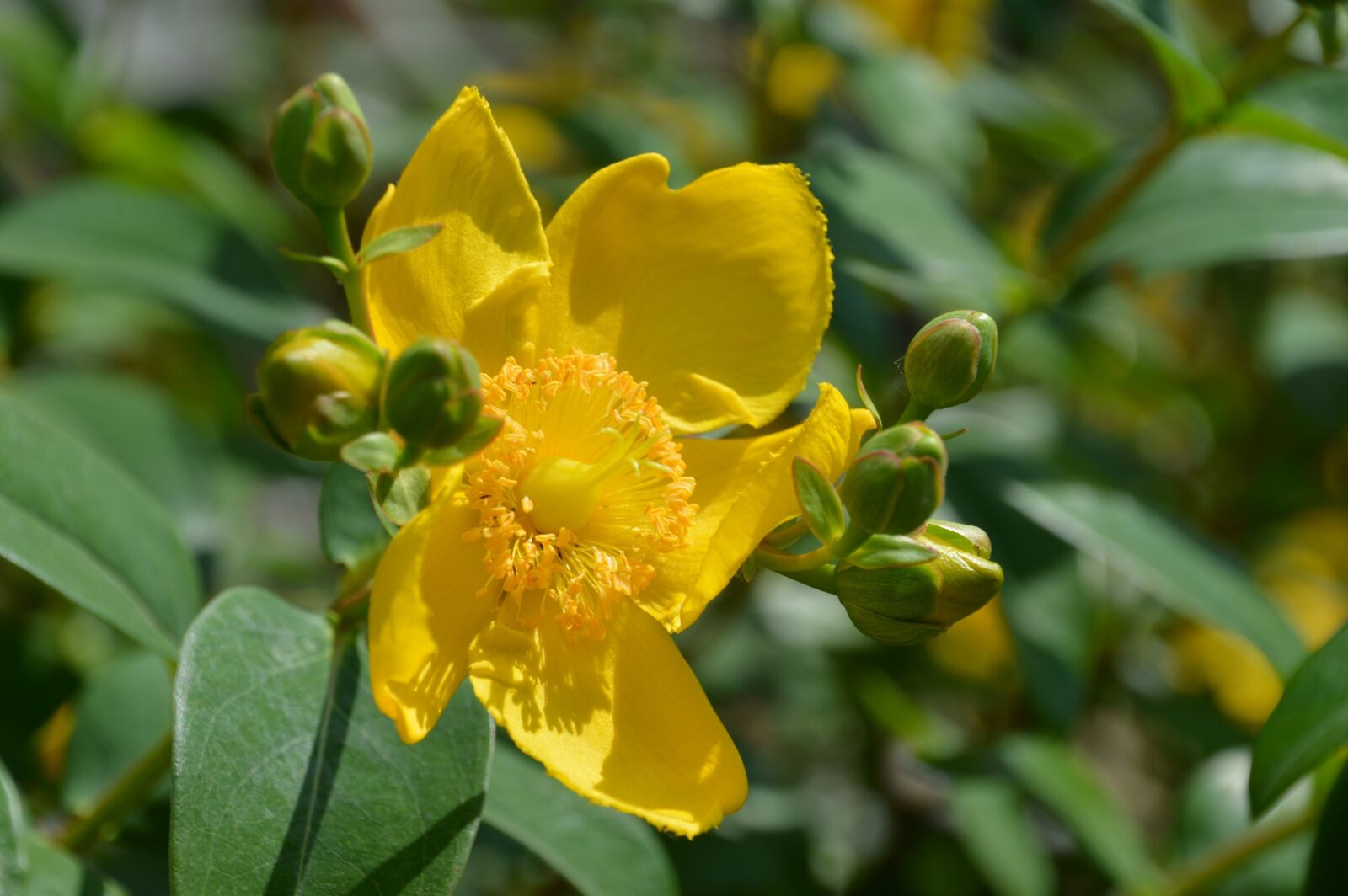Nikon D3200 sample photo. Buttercup, flower, yellow photography
