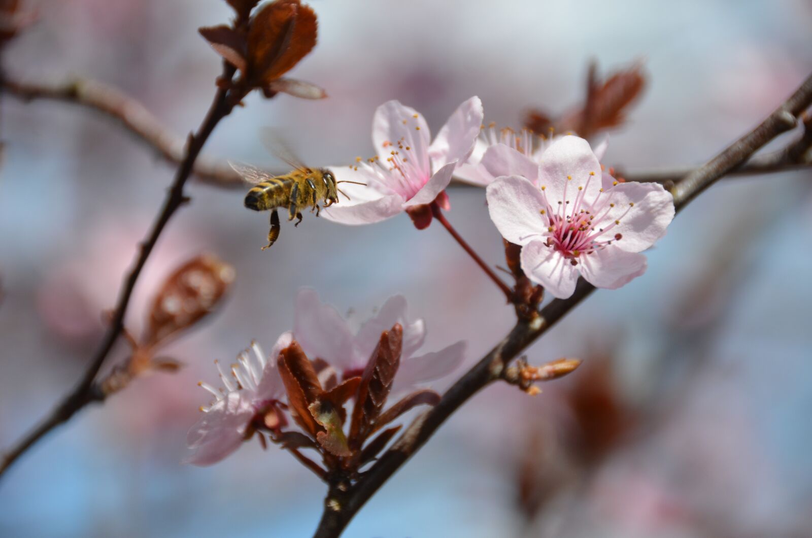 Nikon D7000 sample photo. Bee, blood plum, nectar photography