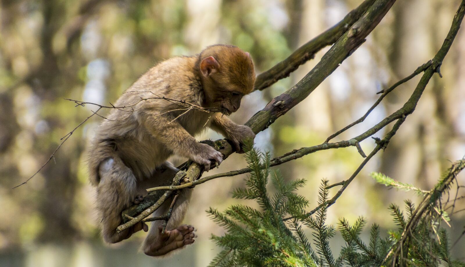 Canon EOS 70D sample photo. Barbary ape, monkey, young photography