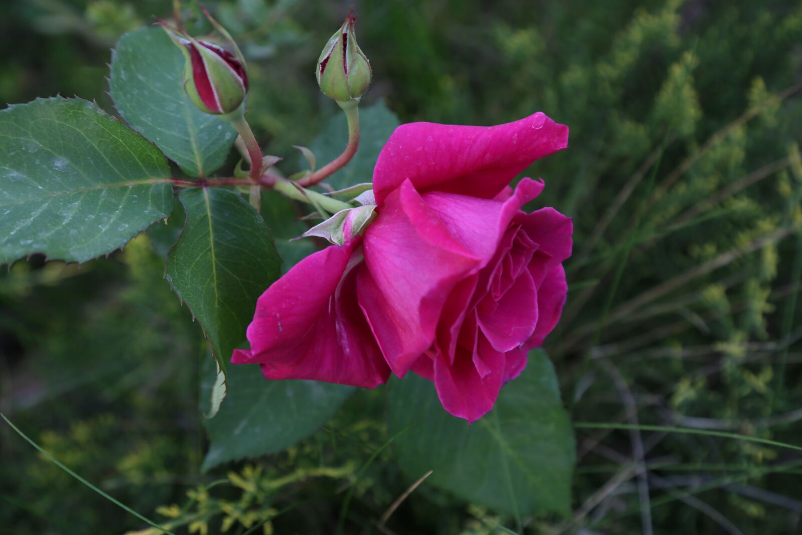 Canon EF 24-105mm F4L IS USM sample photo. Rose, nature, flower photography