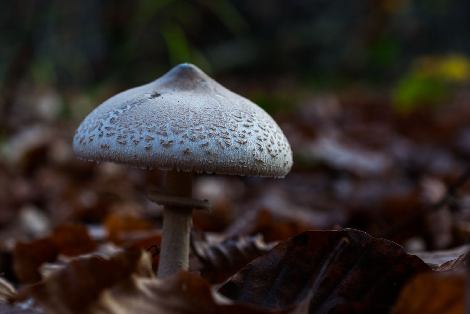 Nikon D5300 sample photo. Mushroom, forest, autumn photography