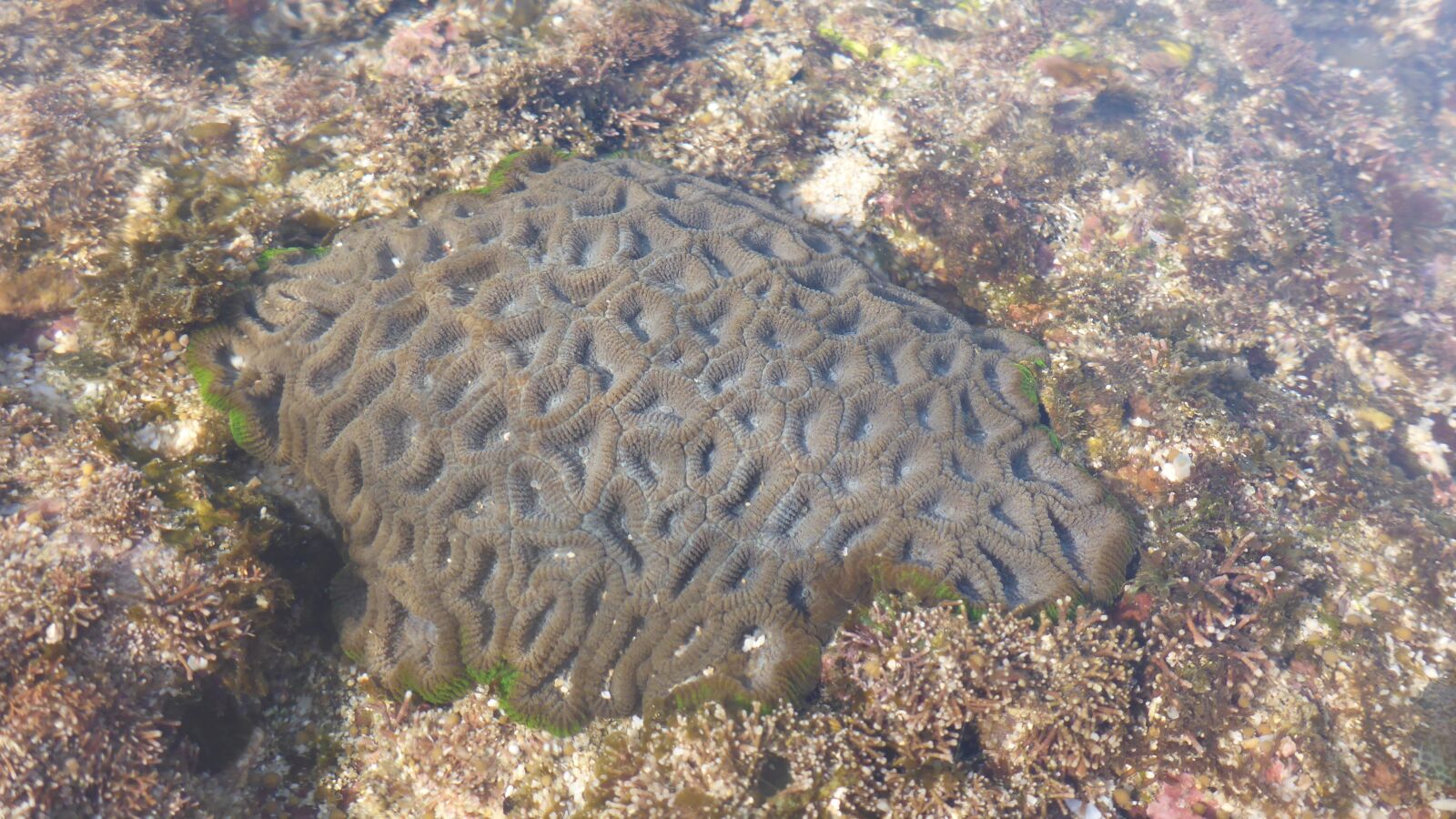 Panasonic Lumix DMC-TS5 (Lumix DMC-FT5) sample photo. Coral, sea, ocean photography