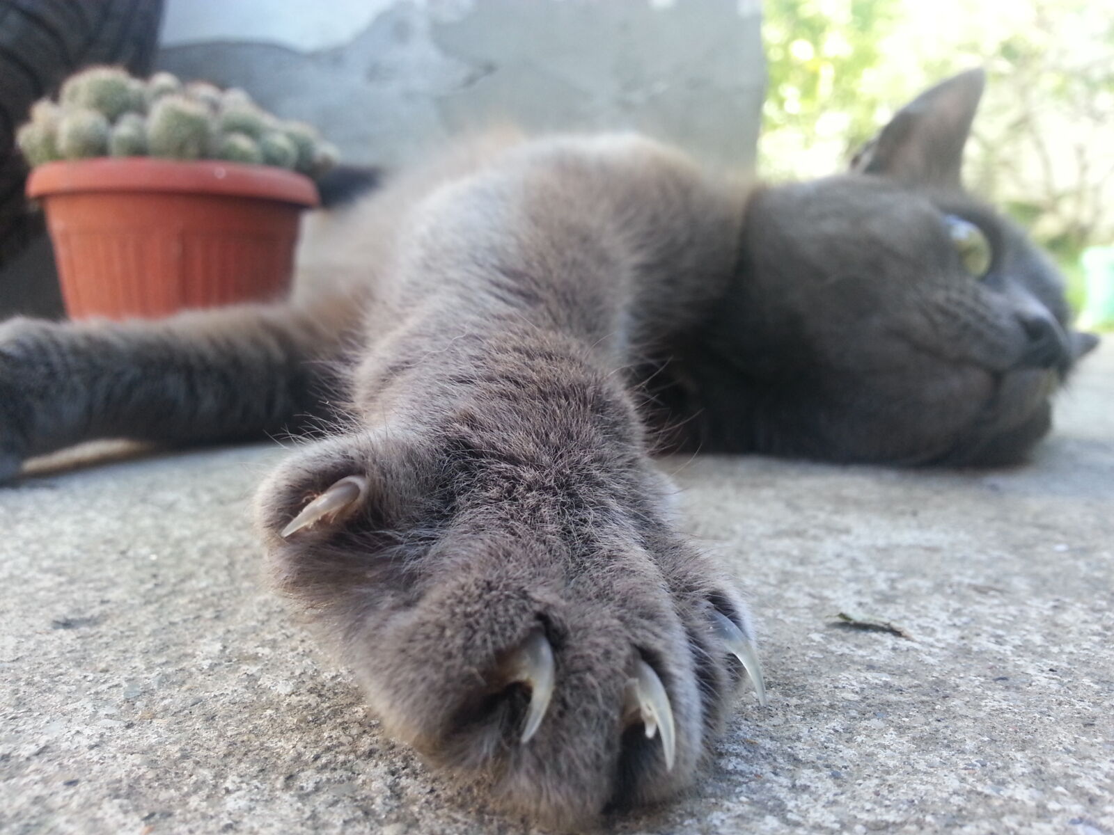Samsung Galaxy Note2 sample photo. Cat, claw, eye, grey photography