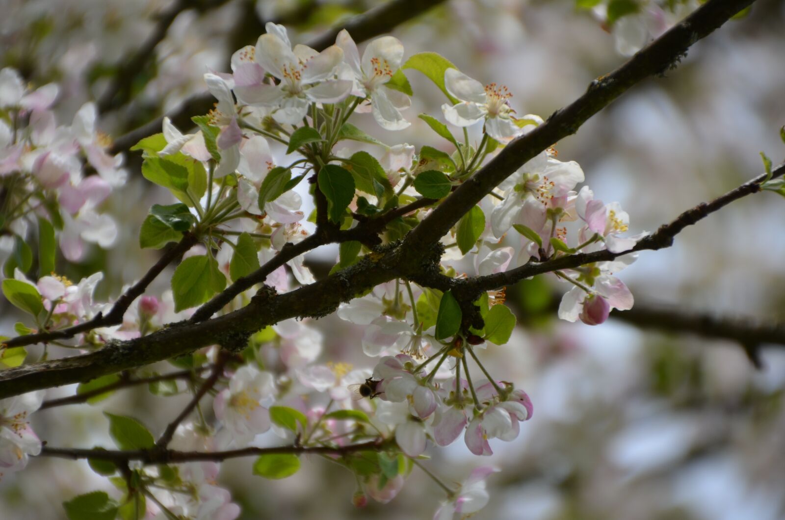 Nikon D5100 sample photo. Spring, flowers, apple blossom photography
