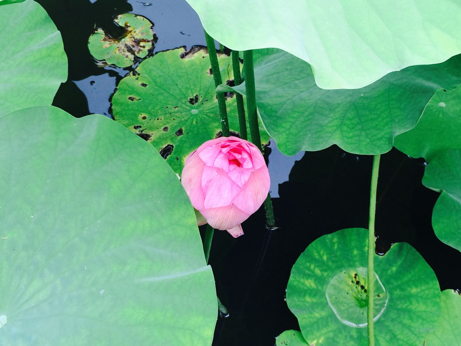 iPhone 5s back camera 4.15mm f/2.2 sample photo. Lotus, flowers, water surface photography