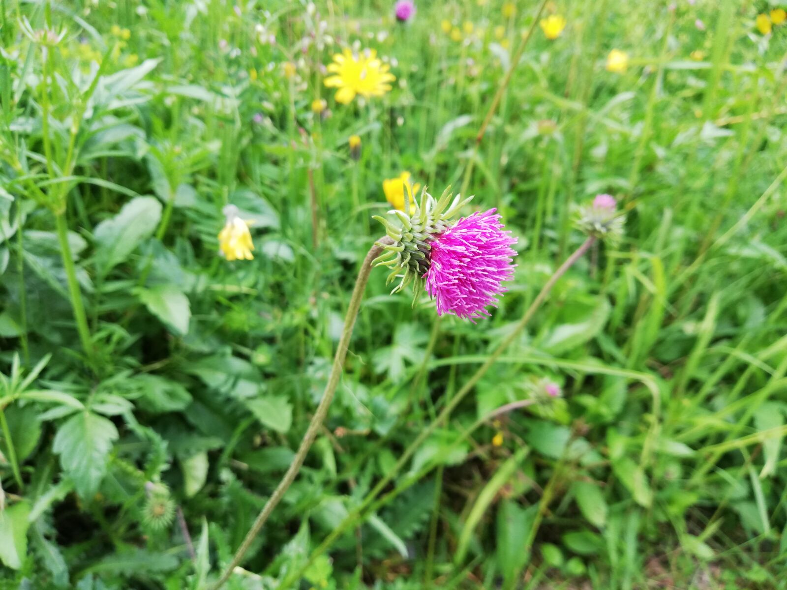 HUAWEI Mate 10 Lite sample photo. Wild flower, flower, thistle photography