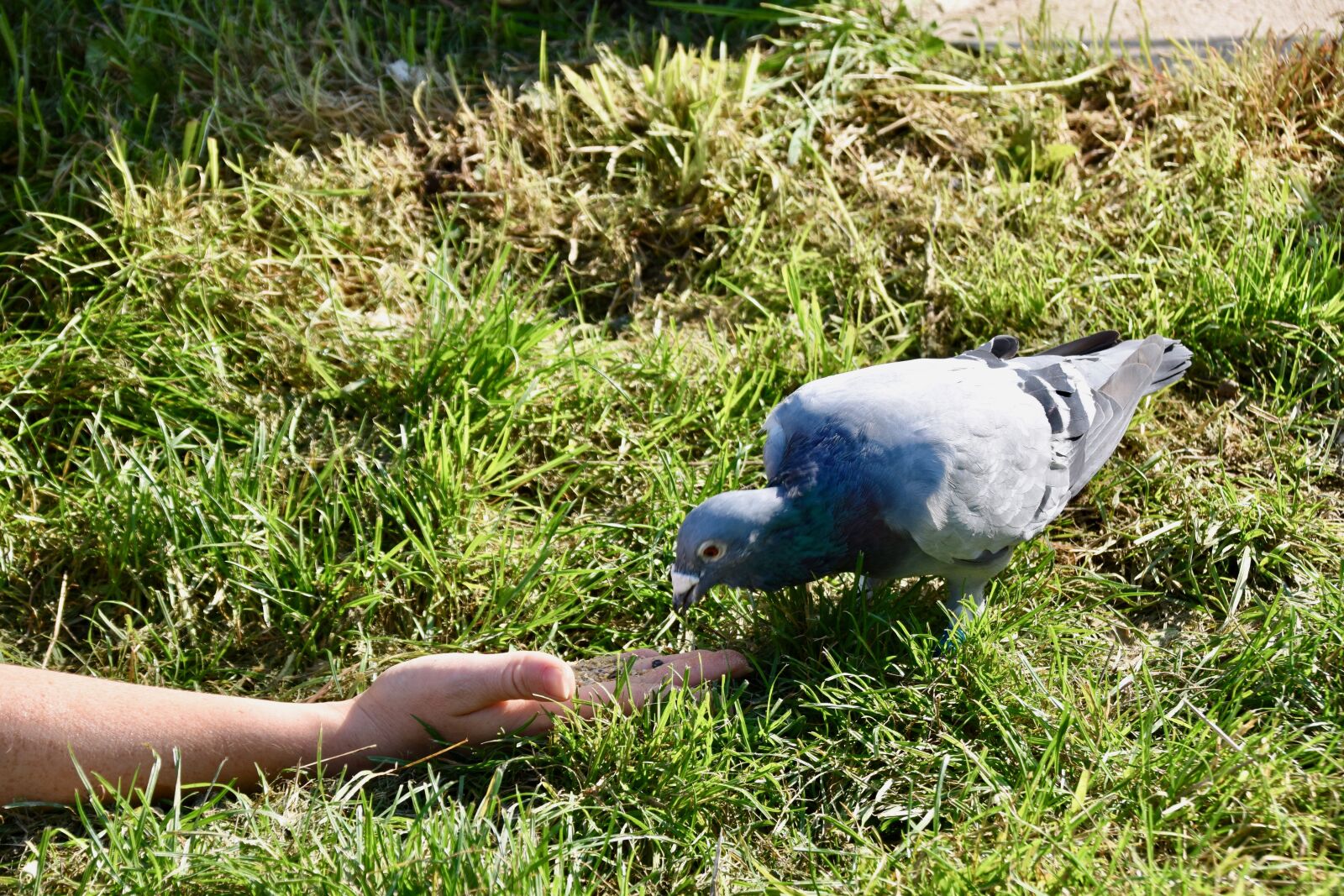 Nikon D5600 sample photo. Homing pigeon, eat seeds photography