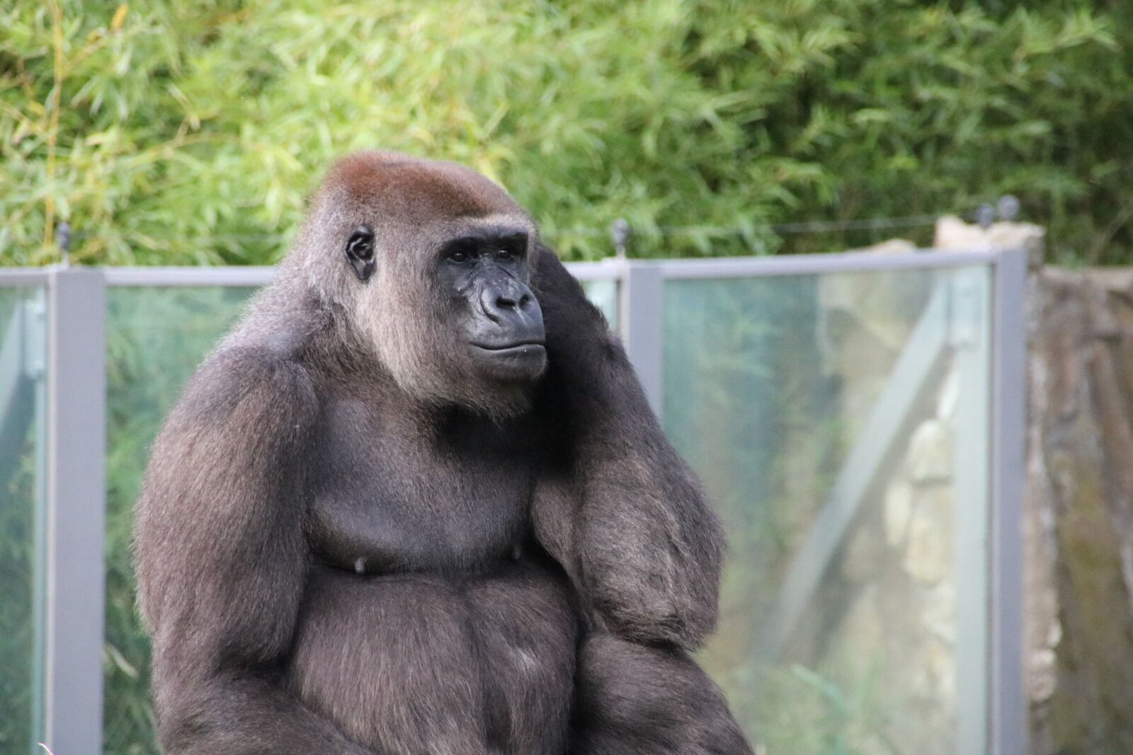 Canon EOS 760D (EOS Rebel T6s / EOS 8000D) sample photo. Gorilla, berlin, zoo photography