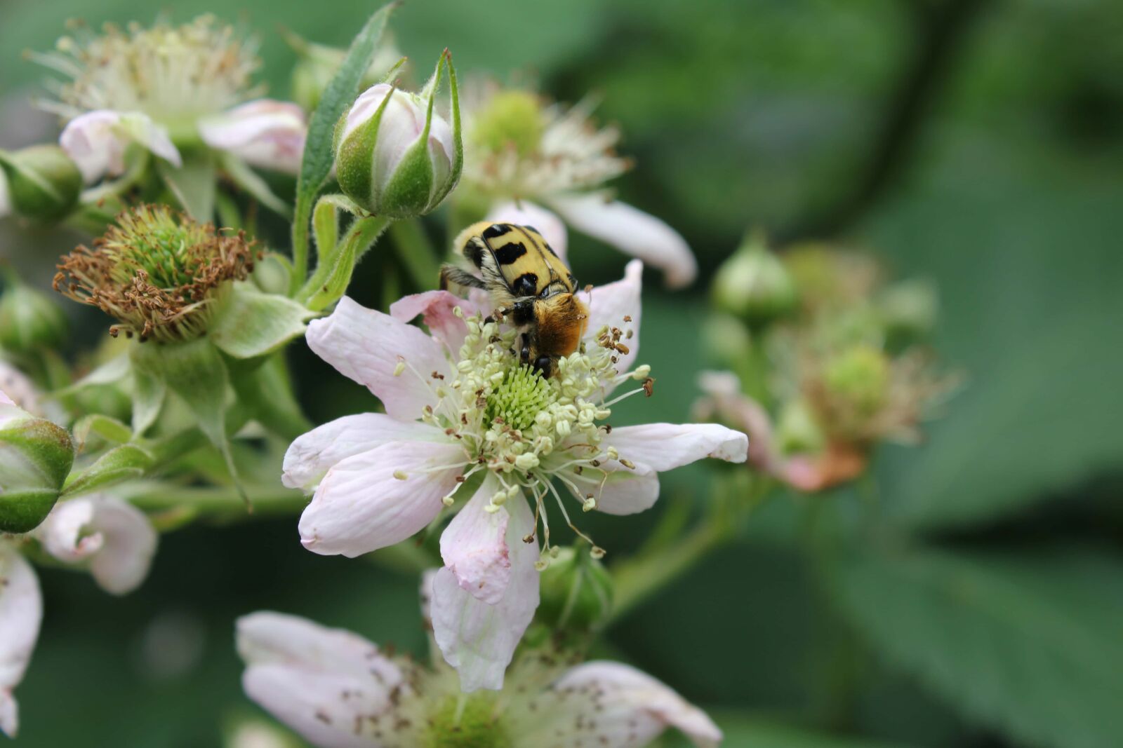Canon EF-S 18-55mm F3.5-5.6 IS sample photo. Insect, pollination, spring time photography