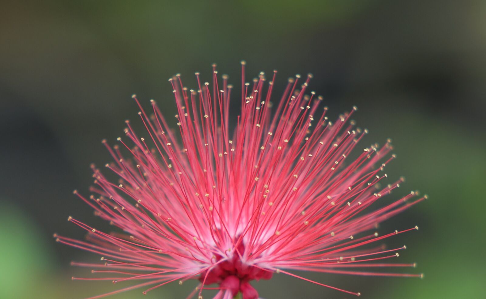 Sony Cyber-shot DSC-RX10 sample photo. Flower, poof, red photography