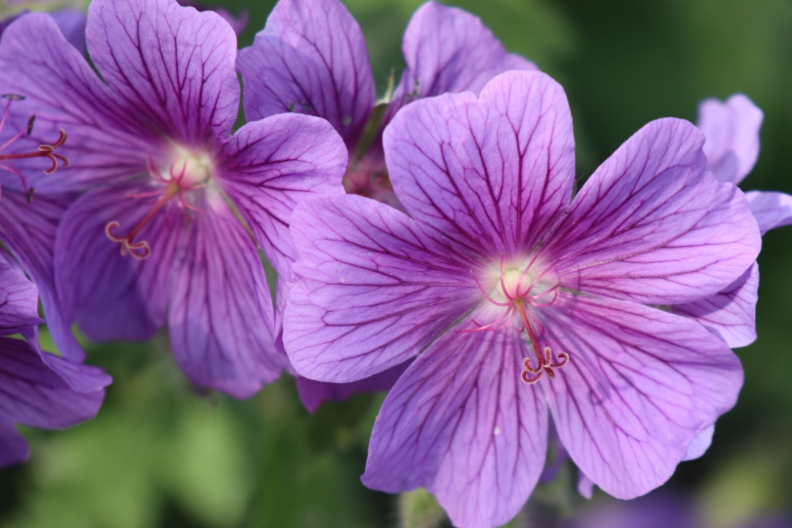Canon EOS M6 sample photo. Spring, garden, flowers photography