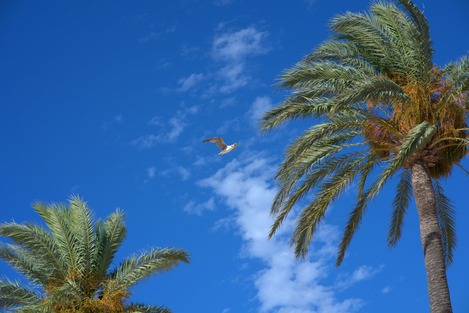 Sony a7 II sample photo. Palm trees, wind, sky photography