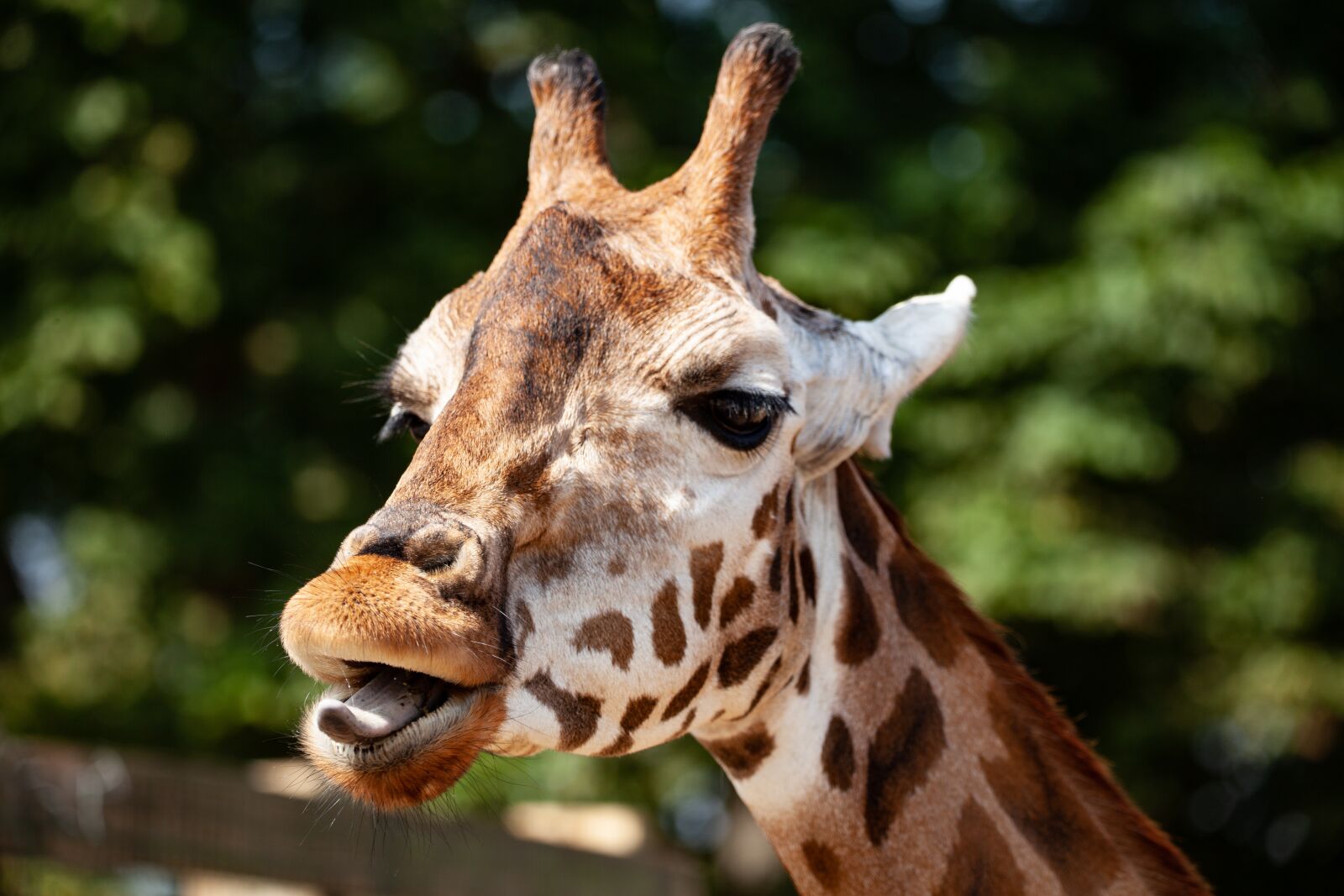 150-600mm F5-6.3 DG OS HSM | Contemporary 015 sample photo. Rothschild giraffe, giraffe, long photography