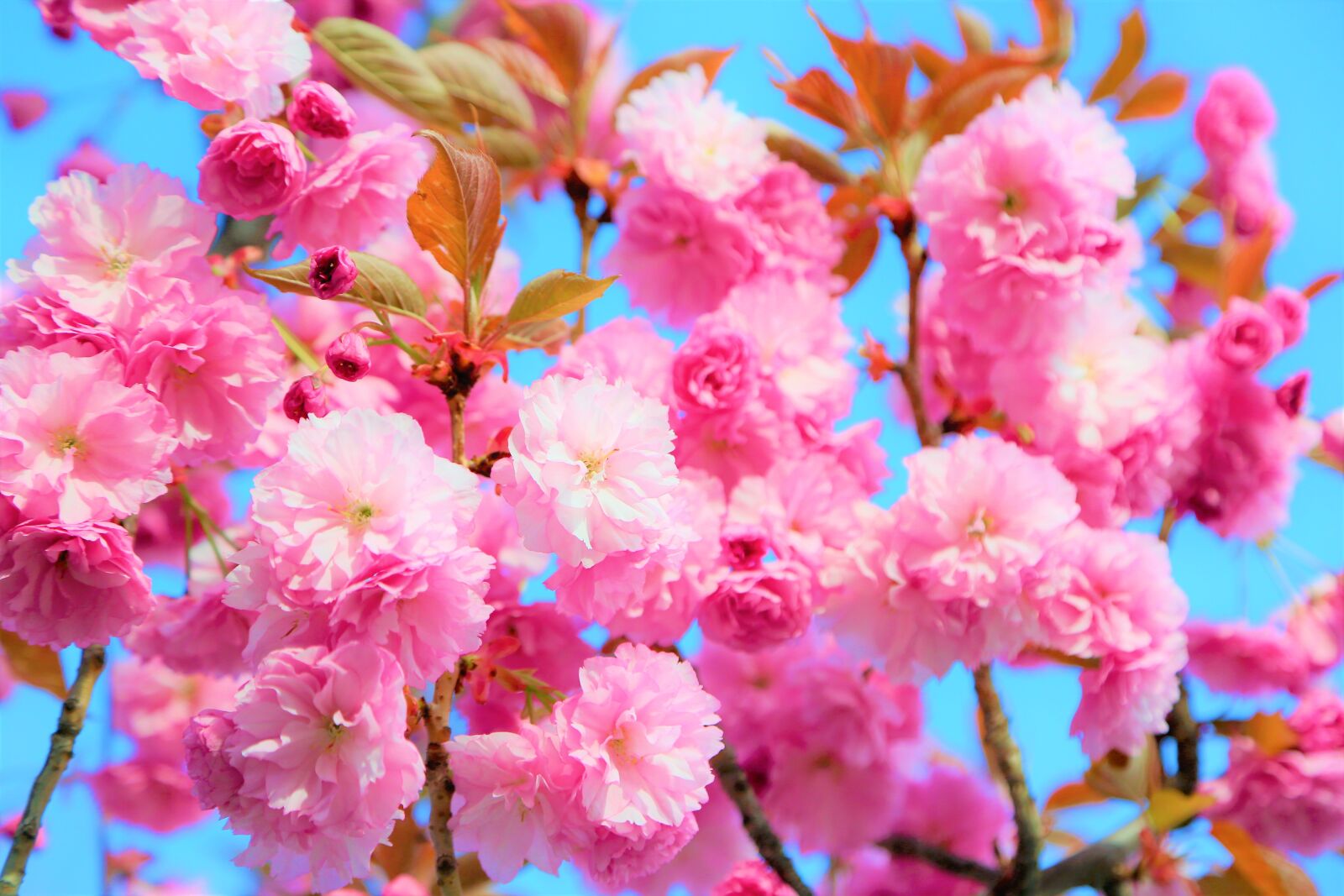 Canon EOS 5D Mark III sample photo. Flower, nature, spring photography