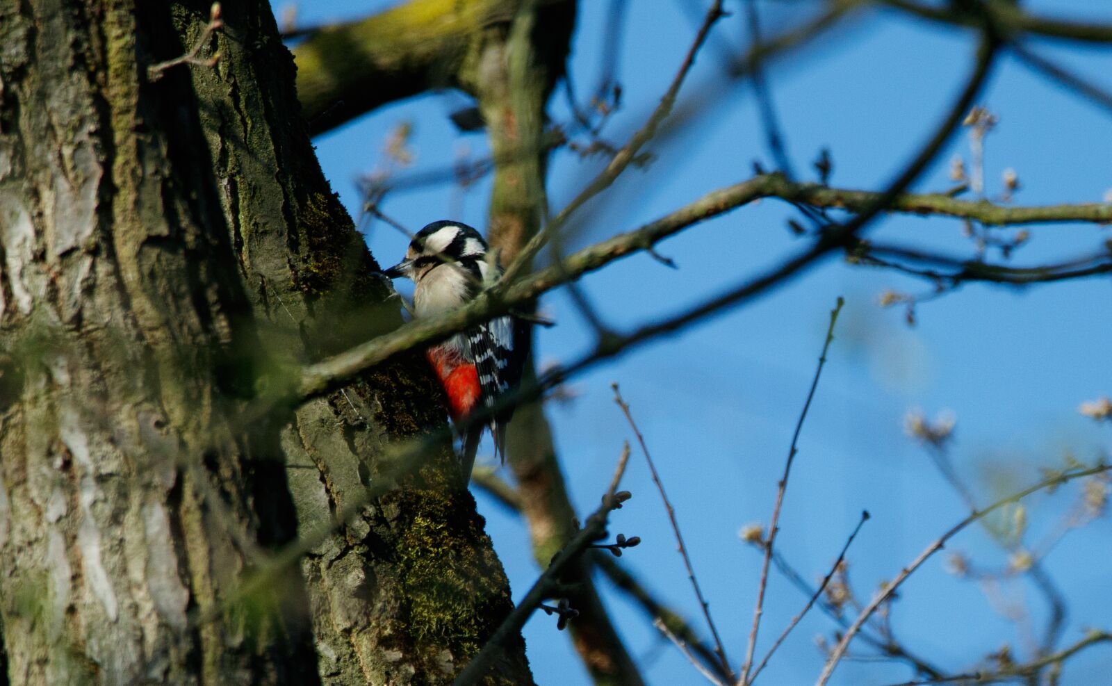 Canon EOS 80D sample photo. Great spotted woodpecker, tree photography