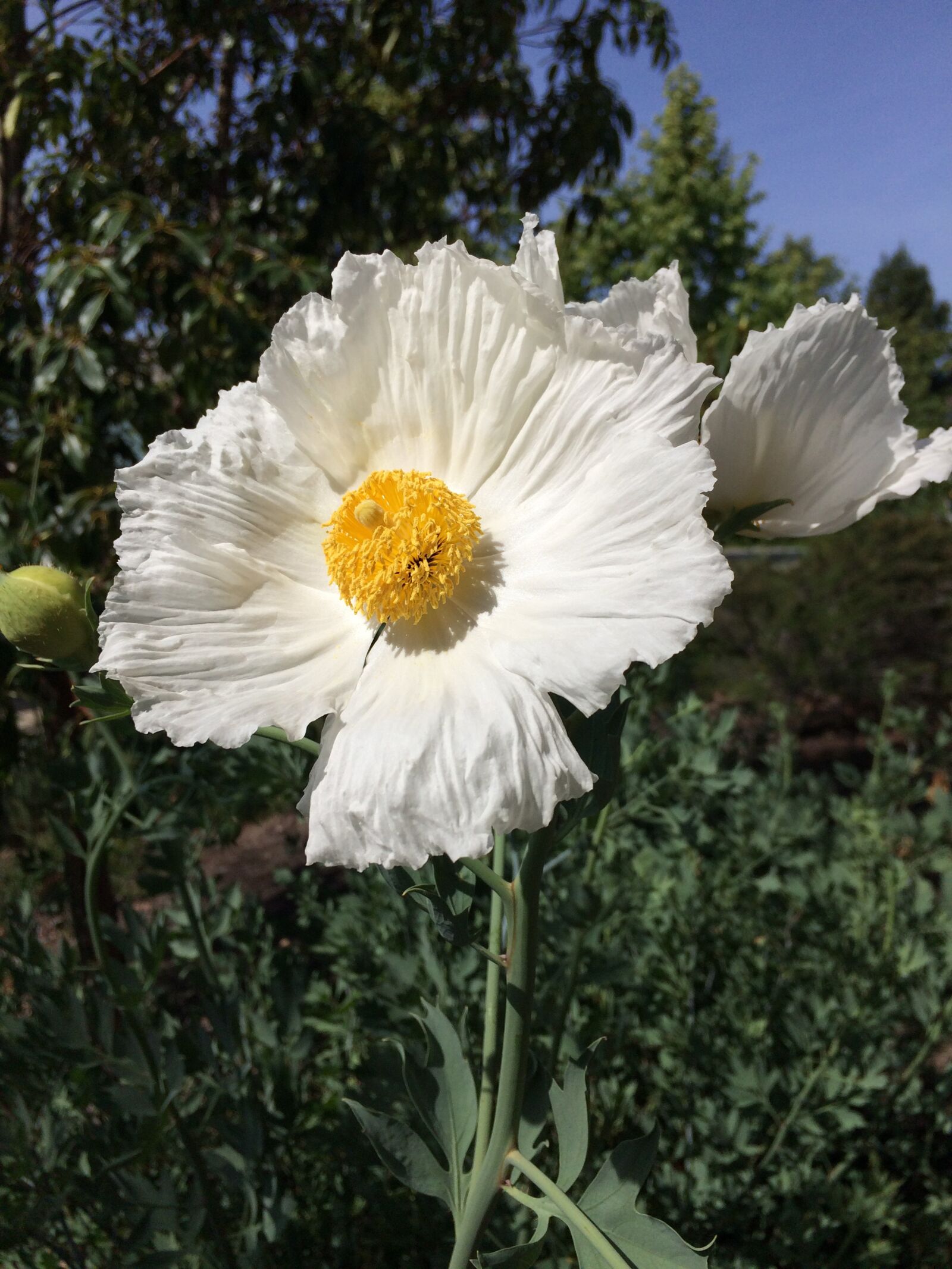 Apple iPhone 5s sample photo. Matilija poppy, white flower photography