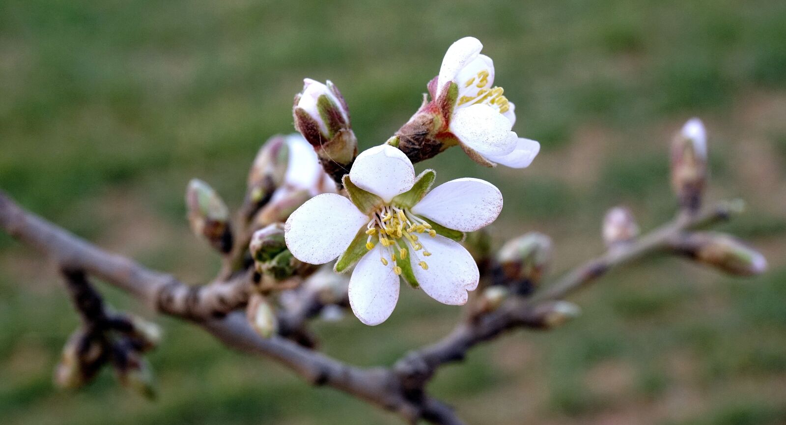Sony a6000 sample photo. Almond flowers, flowering, almond photography