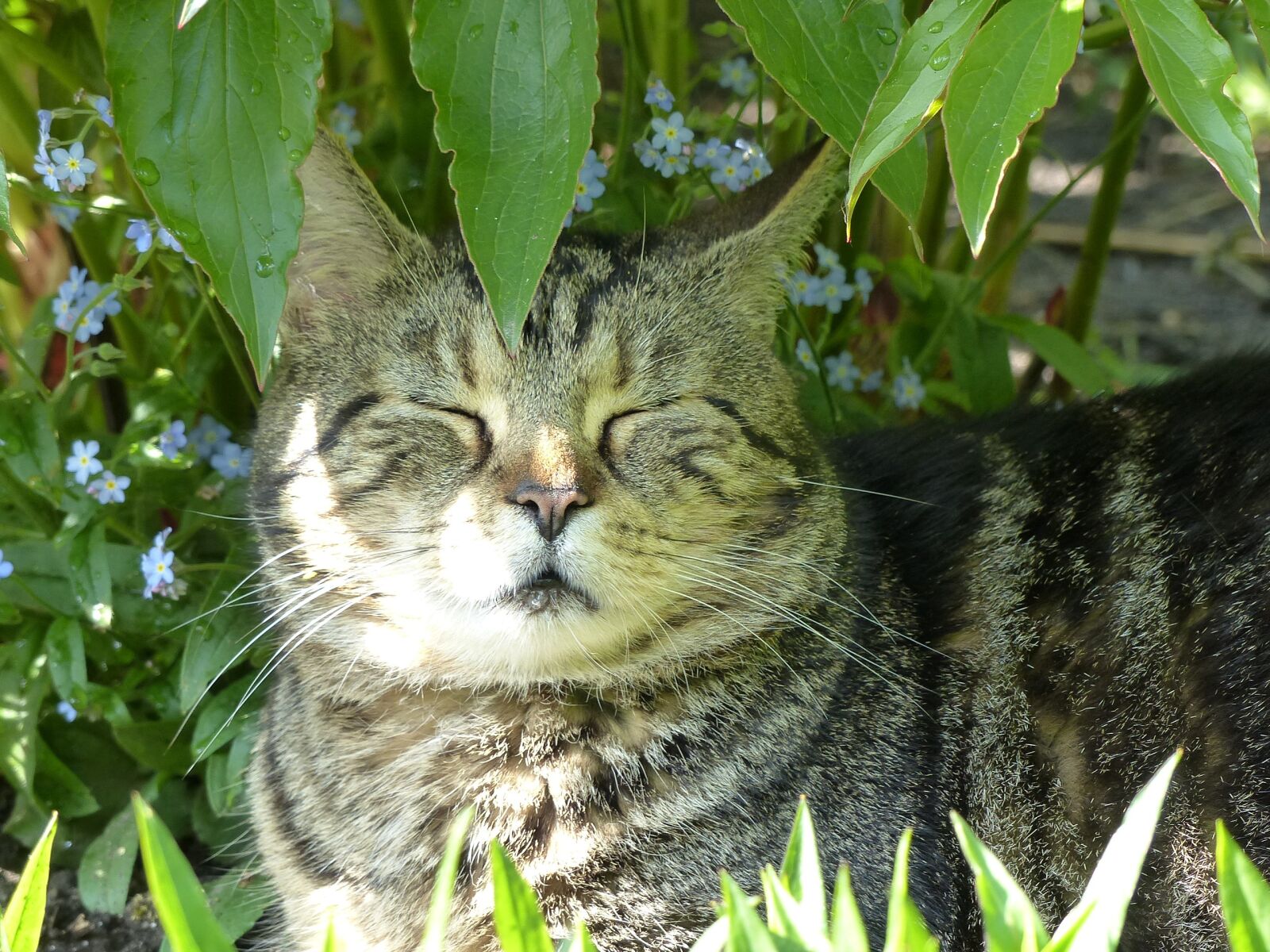 Panasonic Lumix DMC-FZ200 sample photo. Rest, cat, favorite place photography