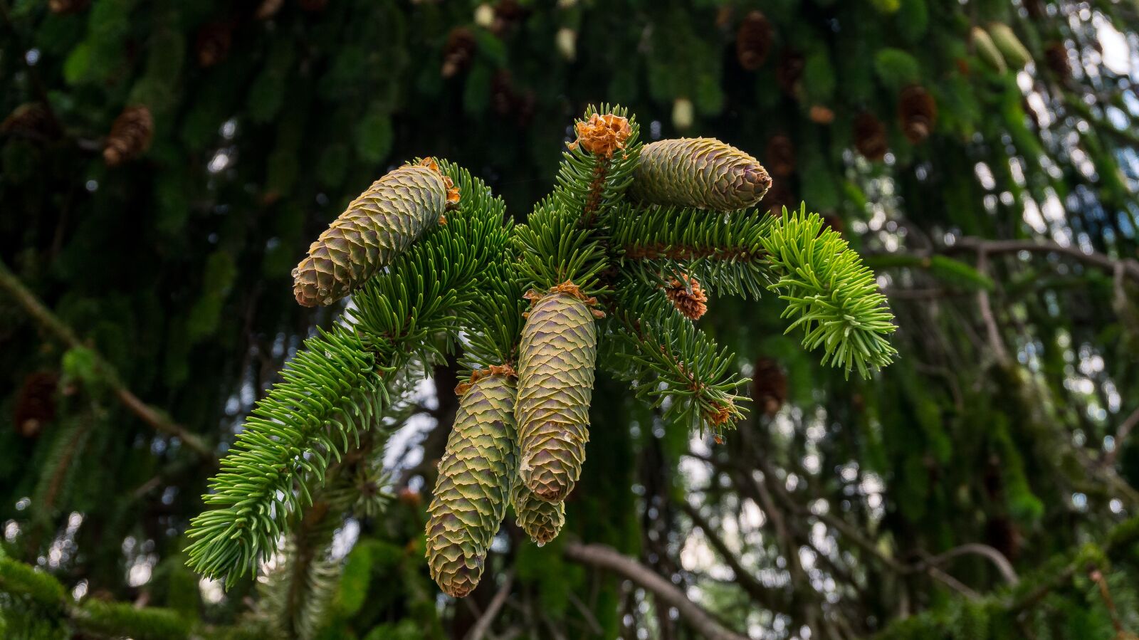 Sony Alpha a5000 (ILCE 5000) sample photo. Fir tree, pine cones photography