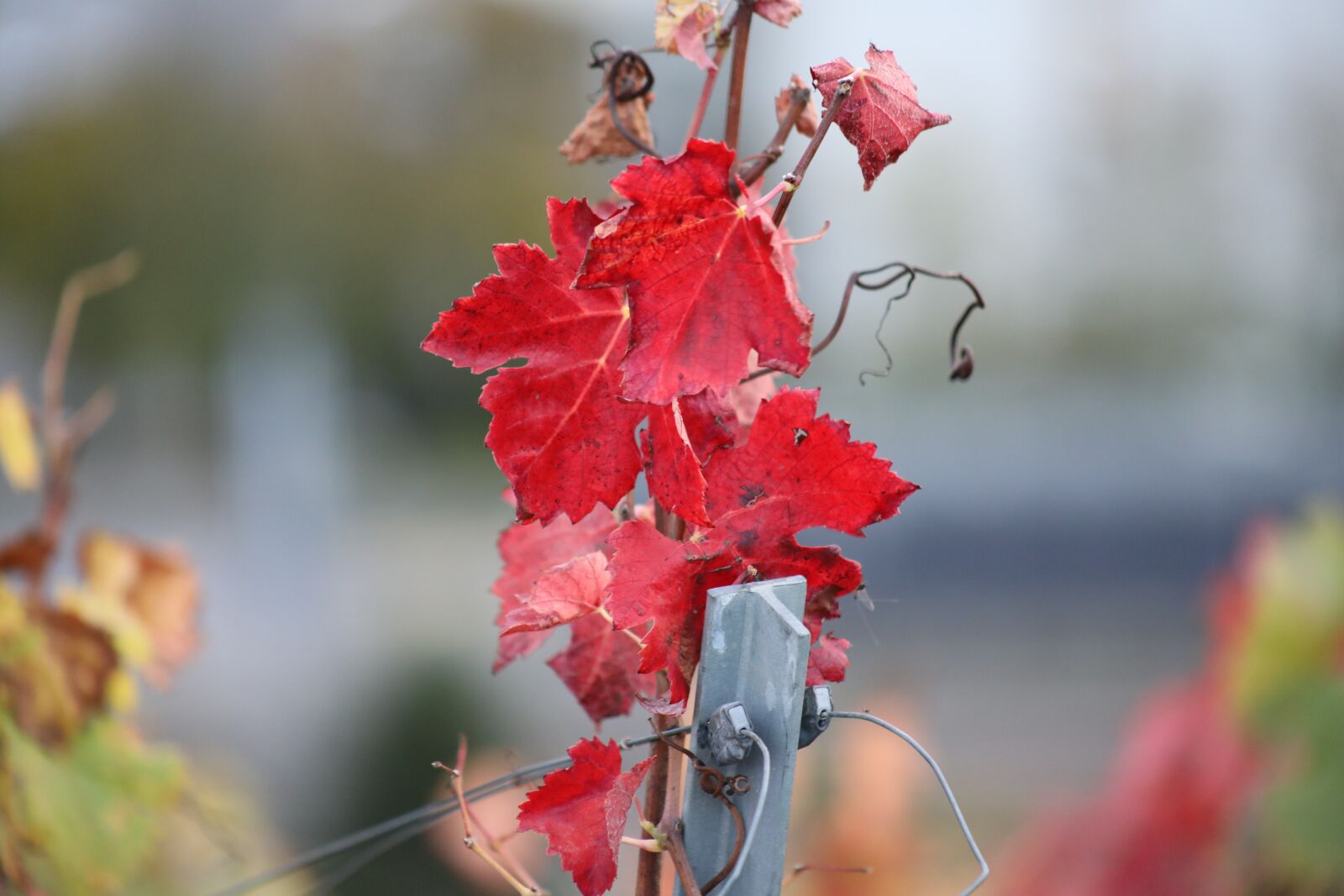 Canon EF75-300mm f/4-5.6 sample photo. Vine, leaf, red photography