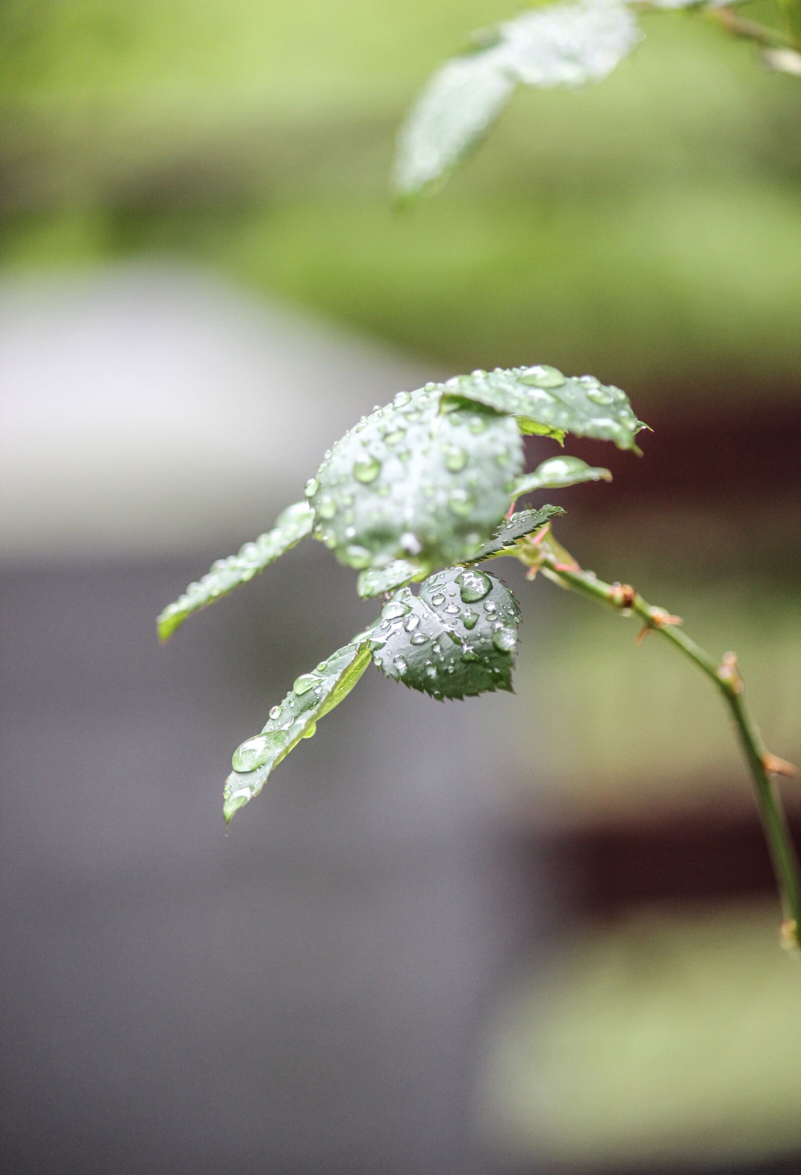 Canon EOS 550D (EOS Rebel T2i / EOS Kiss X4) sample photo. Leaves, wet, droplets photography