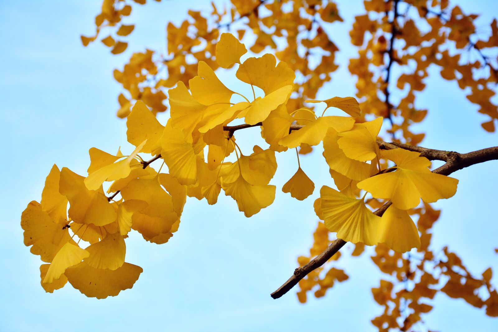Nikon D5200 sample photo. Ginkgo tree, gingko leaves photography