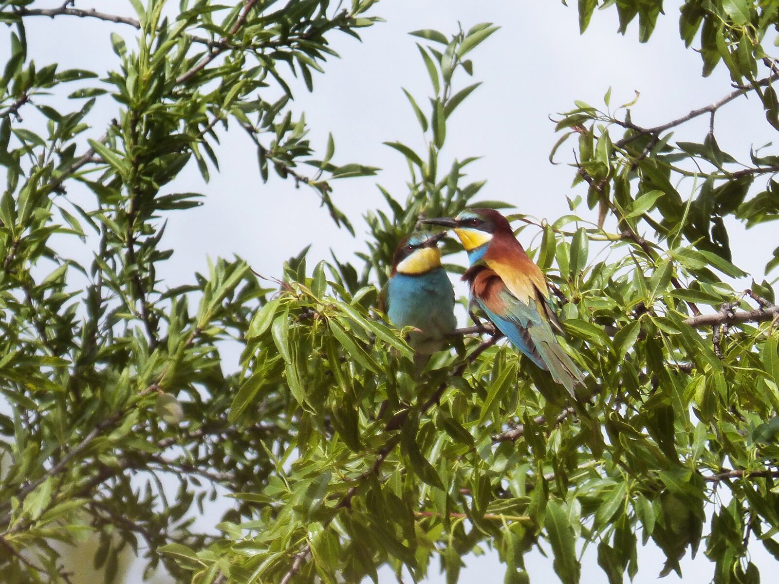 Panasonic DMC-FZ62 sample photo. Almond tree, couple, bee-eater photography