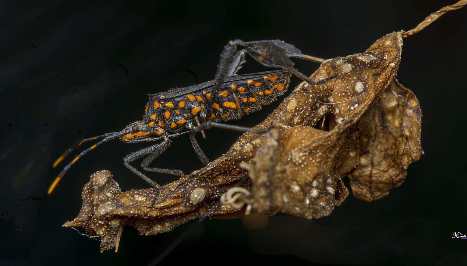 Nikon Z6 sample photo. Macro, macro image, insect photography