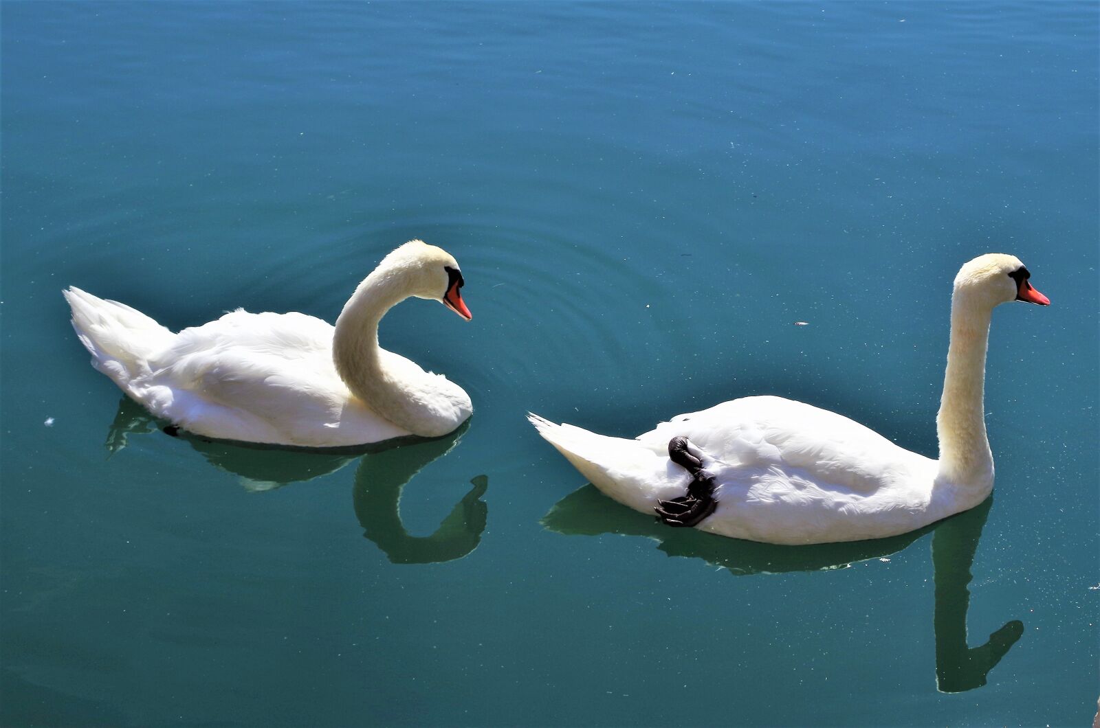 Pentax K-50 sample photo. Swans, swan, water photography