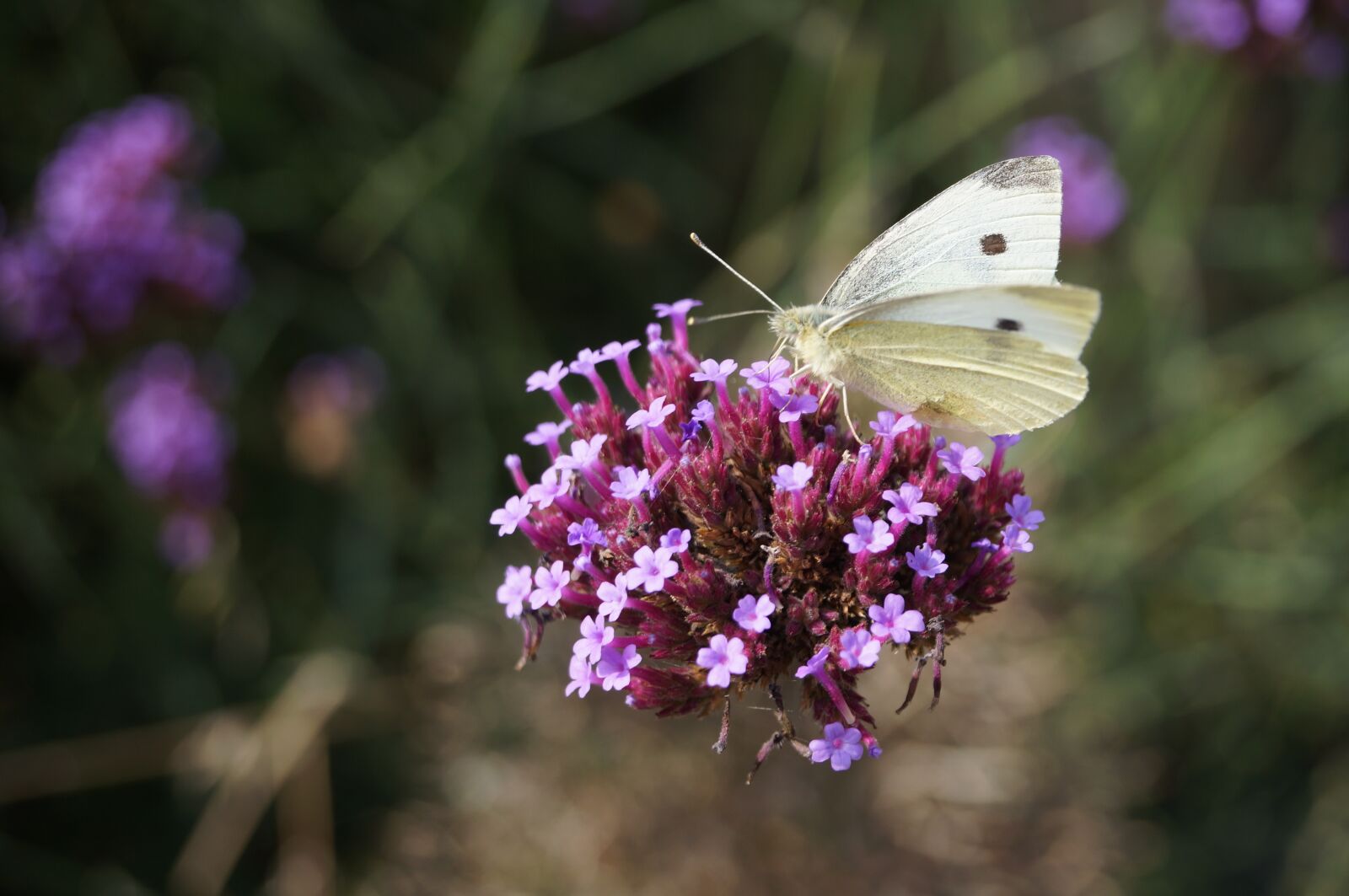 Sony SLT-A57 sample photo. Butterfly, white, insect photography