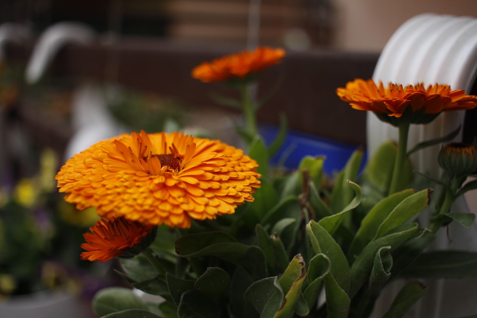 Canon EOS 700D (EOS Rebel T5i / EOS Kiss X7i) + Canon EF-S 24mm F2.8 STM sample photo. Flowers, plants, nature photography
