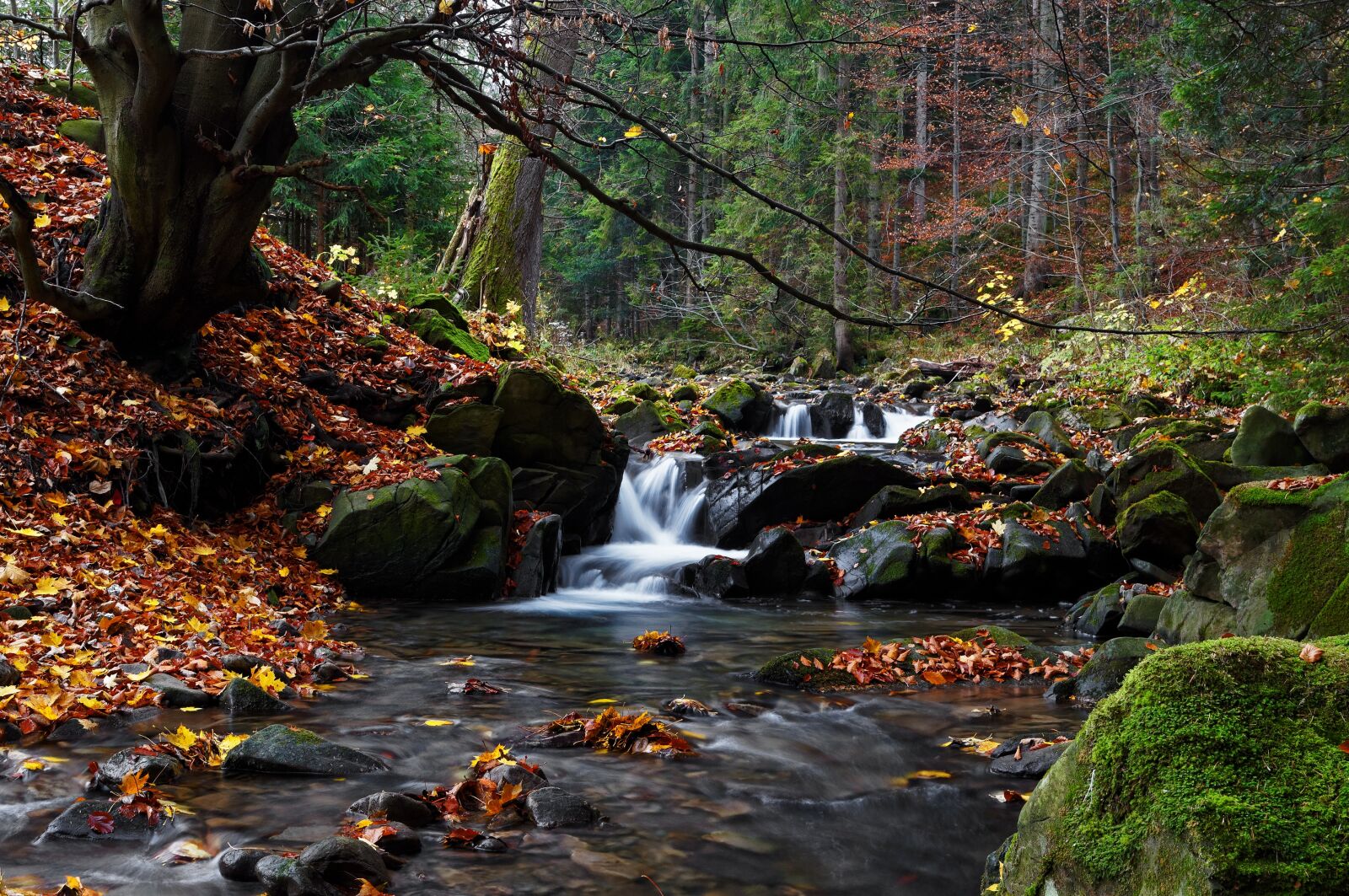 Sony SLT-A37 sample photo. Torrent, forest, autumn photography