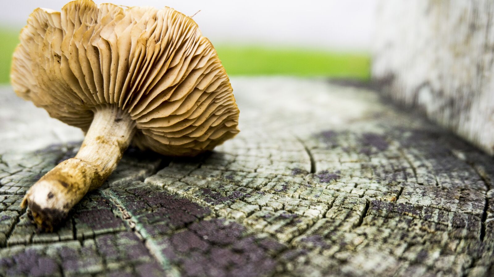 Sony Alpha a5000 (ILCE 5000) sample photo. Mushroom, nature, natural photography