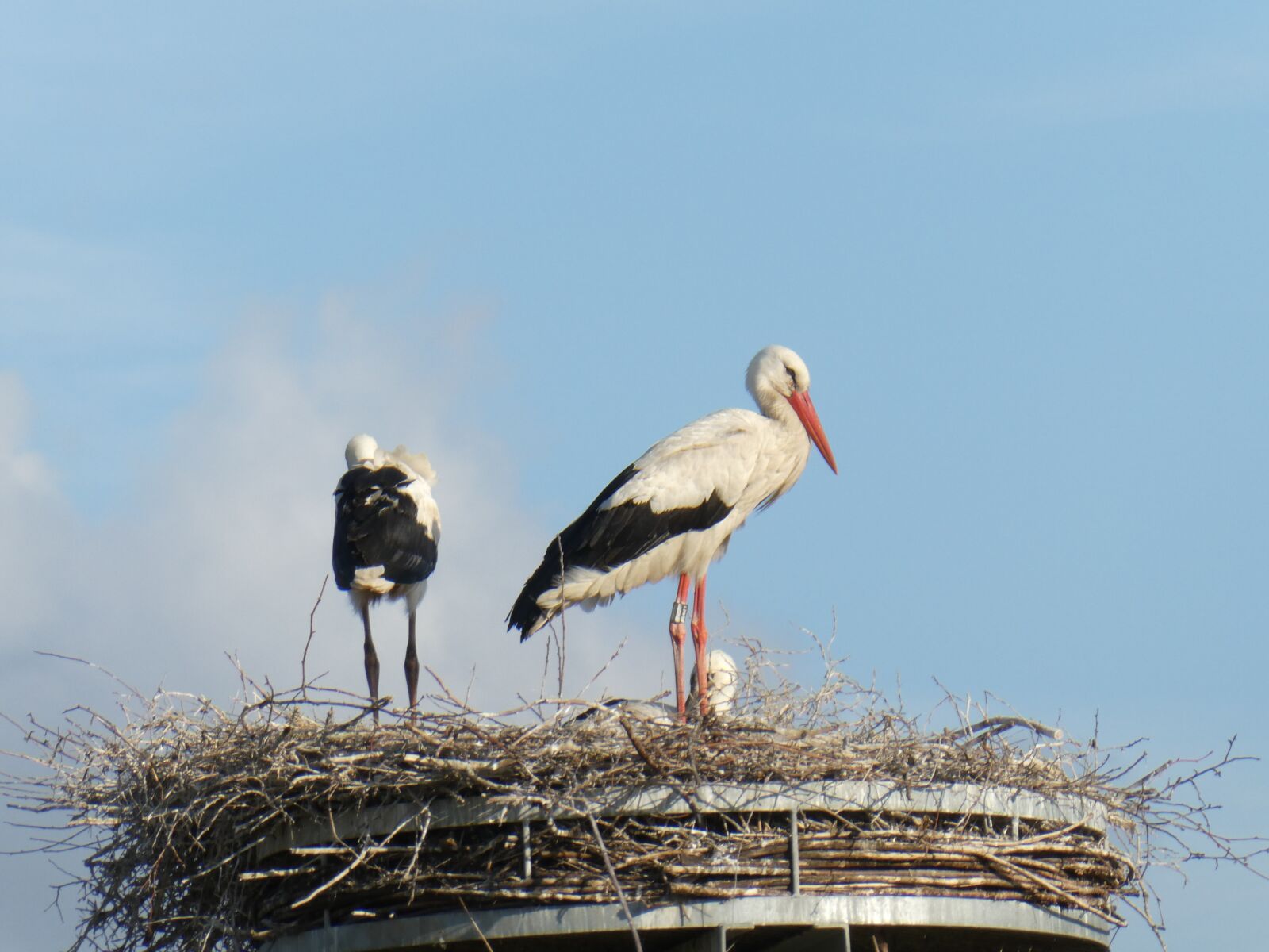 Panasonic DC-TZ91 sample photo. Stork, storch, stork nest photography