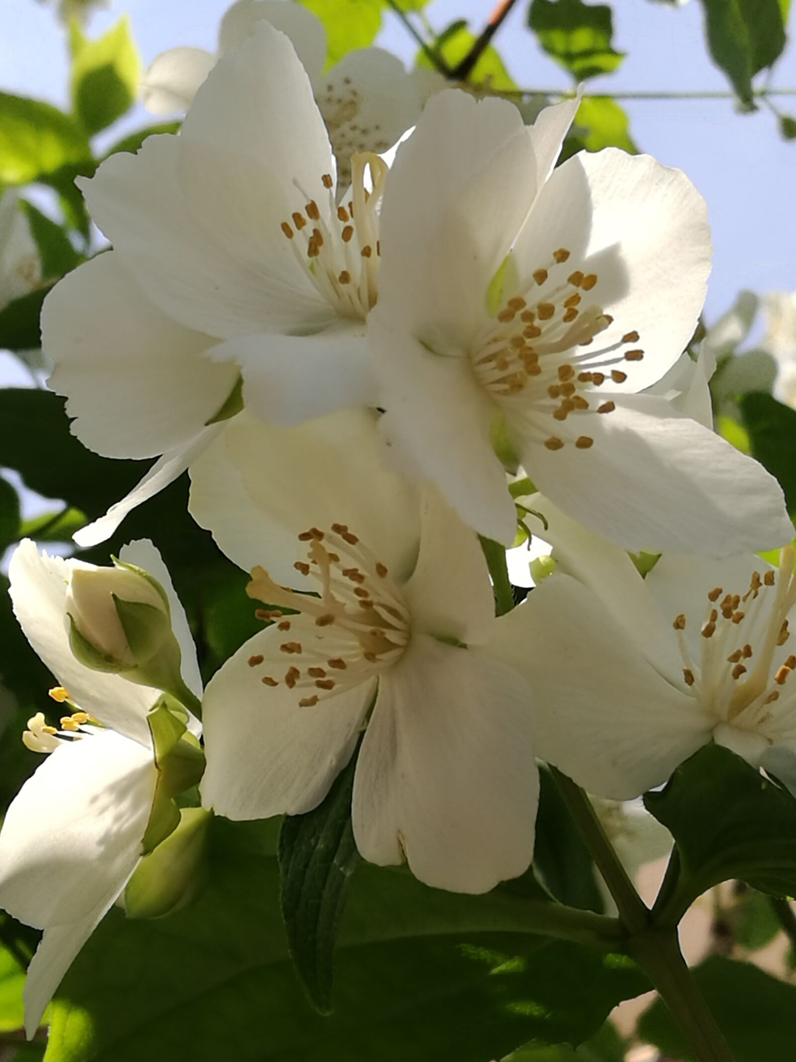 HUAWEI P9 sample photo. Jasmine, flowers, nature photography