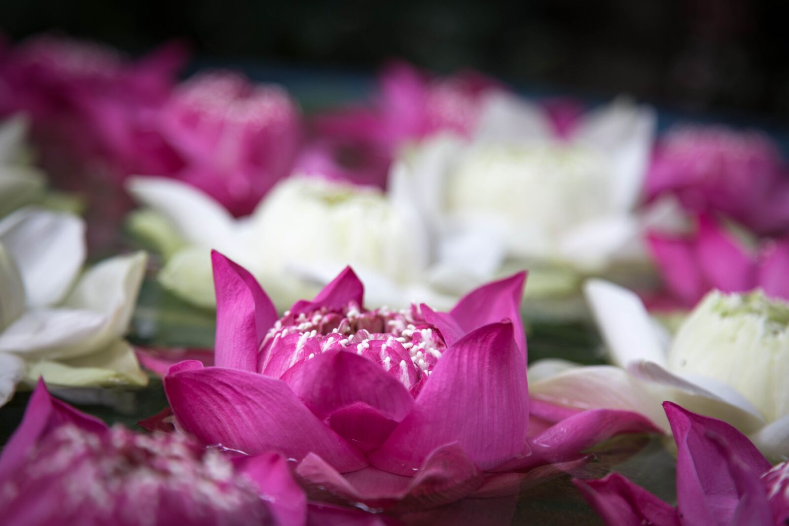 Canon EOS 6D + Canon EF 24-105mm F4L IS USM sample photo. Flower, nature, plant photography