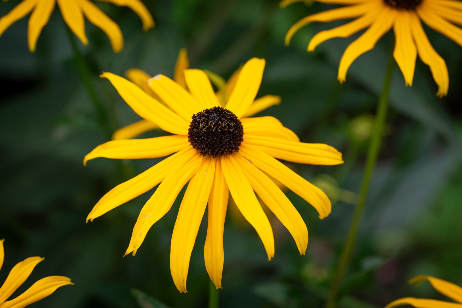 Nikon D750 sample photo. Flower, yellow, blossom photography
