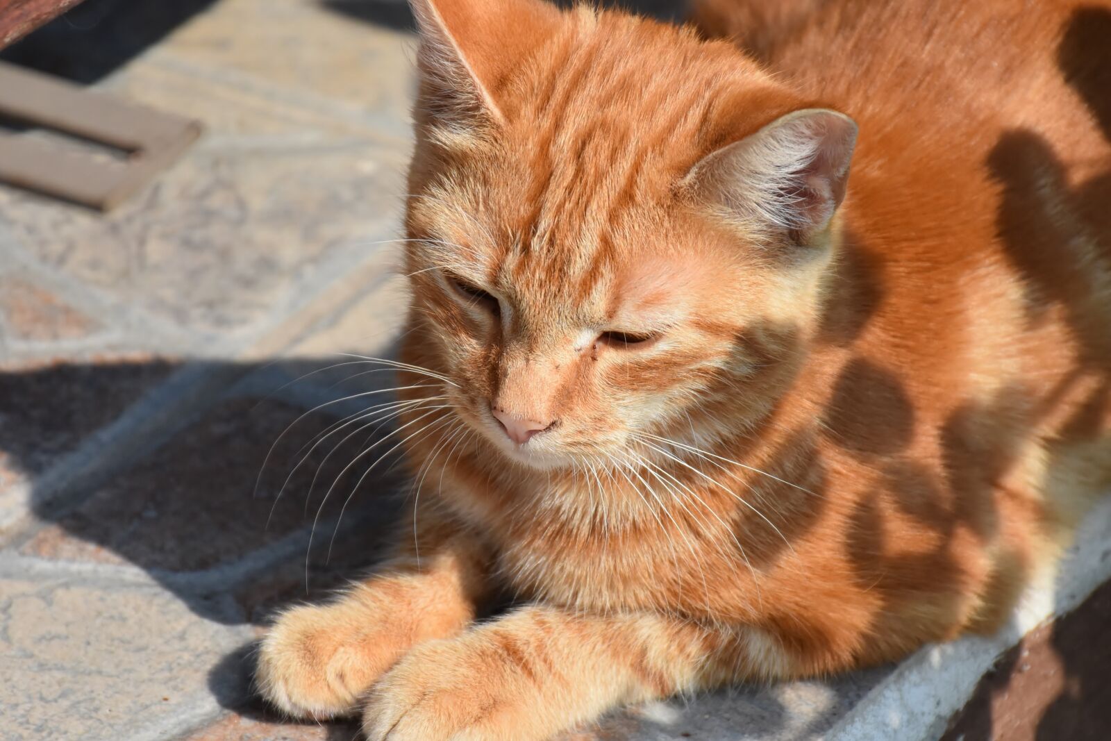 Nikon D7200 sample photo. Cat, pet, red photography