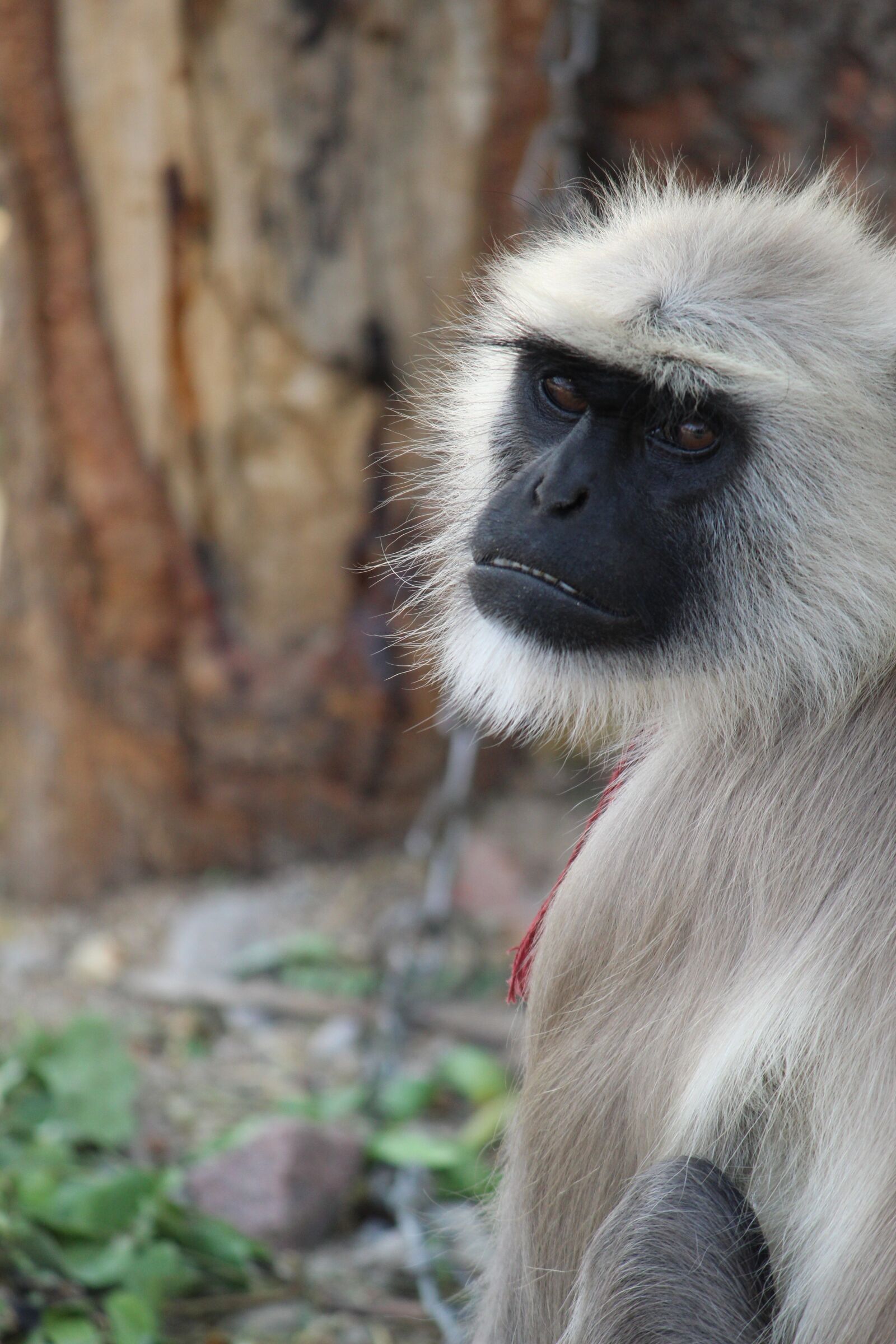Canon EOS 1300D (EOS Rebel T6 / EOS Kiss X80) sample photo. Monkey, primate, wildlife photography