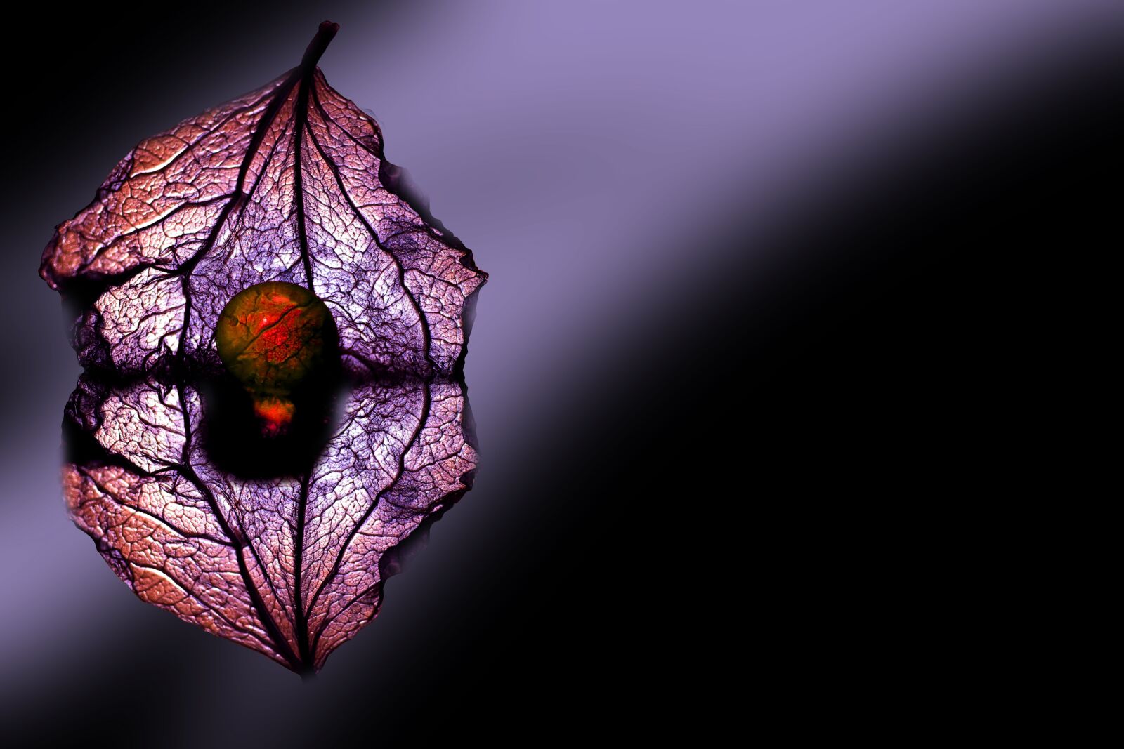Canon EOS 600D (Rebel EOS T3i / EOS Kiss X5) sample photo. Purple, leaf, marble photography
