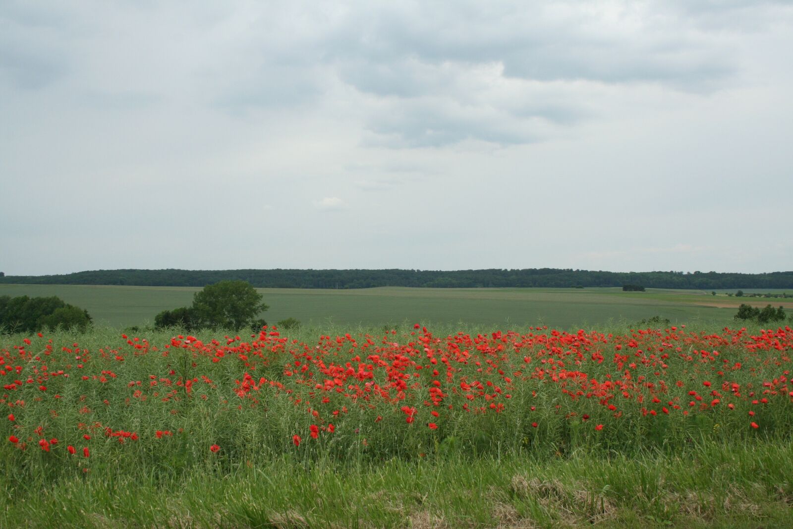 Canon EOS 350D (EOS Digital Rebel XT / EOS Kiss Digital N) sample photo. Poppies, flowers, poppy photography