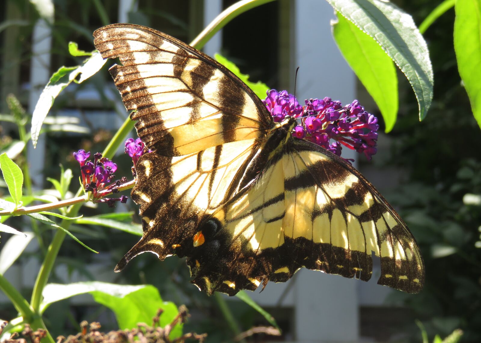 Canon PowerShot SX710 HS sample photo. Yellow, eastern tiger swallowtail photography
