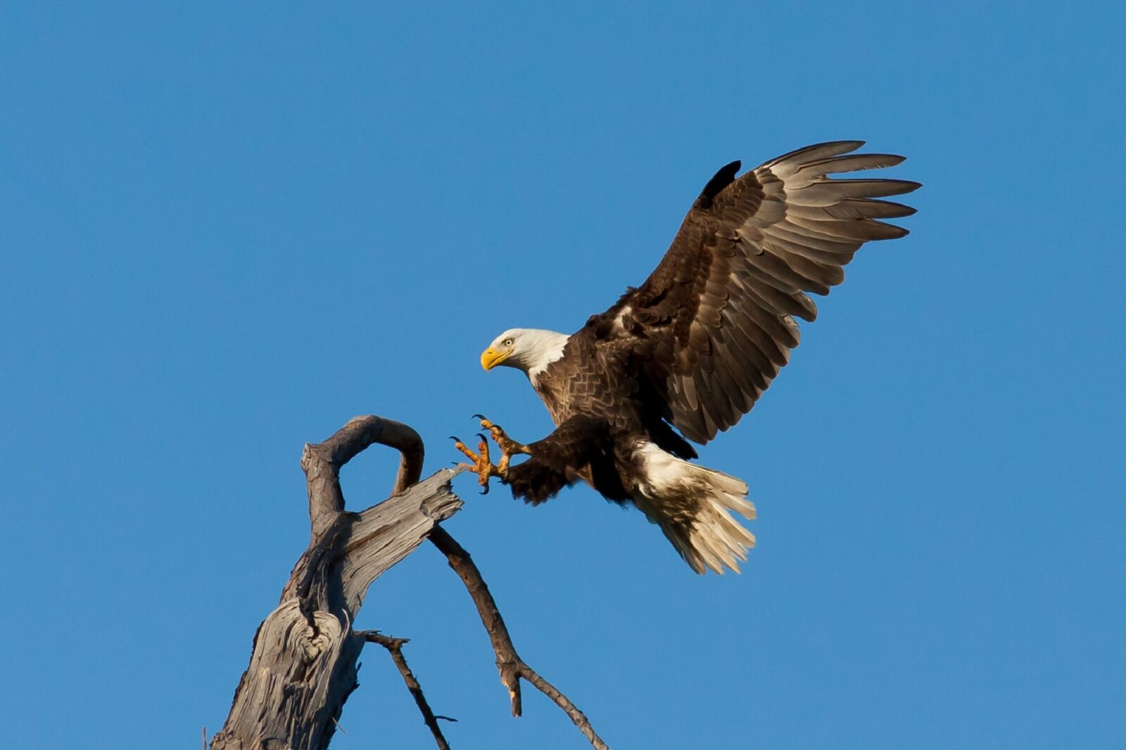 EF200mm f/2.8L USM +1.4x sample photo. Bald eagle, landing, soaring photography