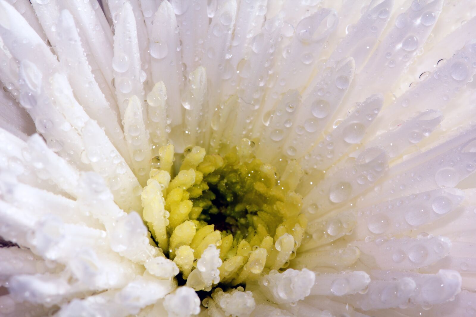 Canon EOS 550D (EOS Rebel T2i / EOS Kiss X4) sample photo. Bloom, botanist, botany, chrysanthemum photography