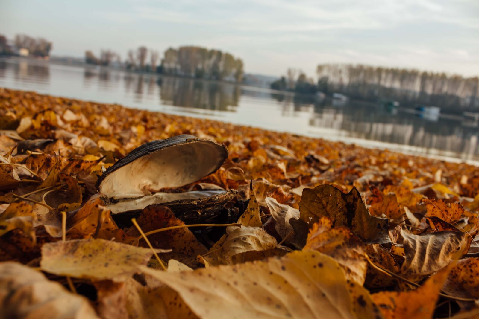 Canon EF-S 18-55mm F3.5-5.6 IS sample photo. Mussel, autumn, soil, yellow photography